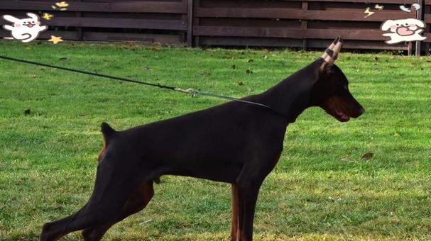 杜宾剪耳后的正确绑耳方法（保护耳朵健康，让宠物更迷人）