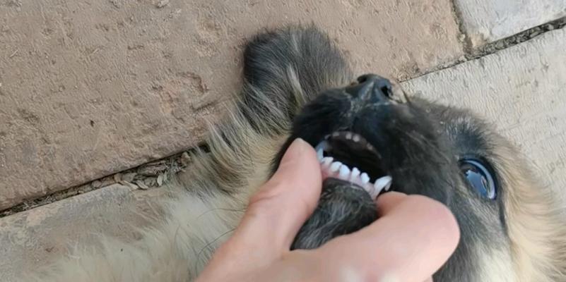 幼犬长牙的情况及最佳照顾方法（了解幼犬长牙的时间和注意事项）