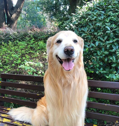 探寻小短毛狗的魅力世界（了解小短毛狗的特点及养护，让你爱上这个可爱的品种）