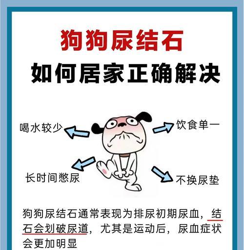 狗狗乱尿的原因及解决方法（为什么狗狗会乱尿？如何纠正乱尿行为？）