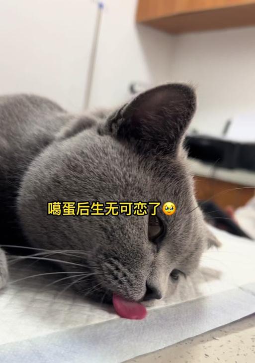 猫咪节育后多久可进食的注意事项（了解适当的喂食时机和饮食选择，让猫咪康复更顺利）