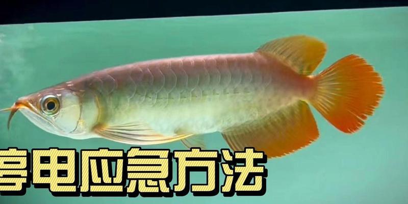 如何解决80厘米鱼缸饲养草金缺氧问题？（探索缺氧原因，提供解决方案）