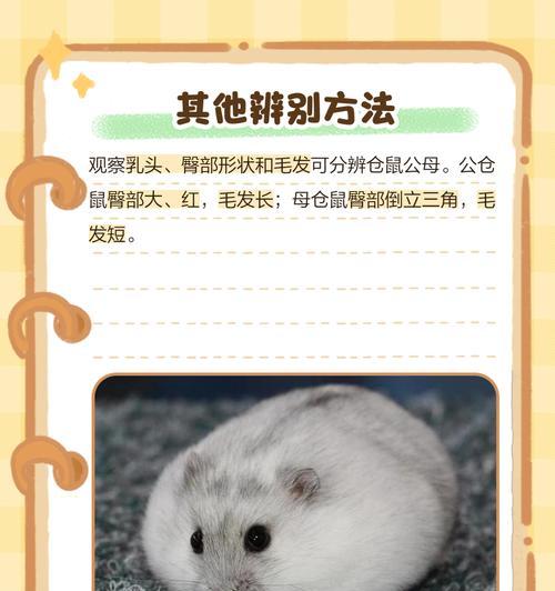 仓鼠性别辨识与饲养技巧（掌握仓鼠性别辨识方法，更好地照顾你的小宠物）