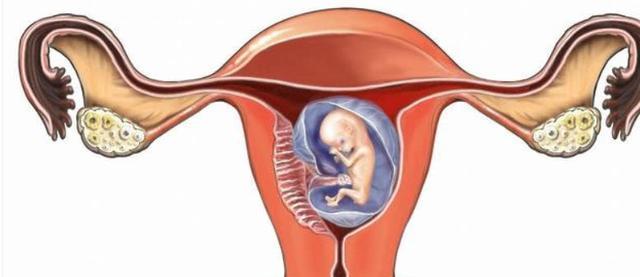 怀孕多久能在子宫里看到？（从受孕到胚胎植入，探究怀孕早期的奇妙过程）