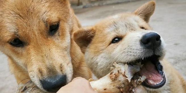 如何科学地给宠物狗喂食（掌握宠物狗的饮食需求，让它健康成长）