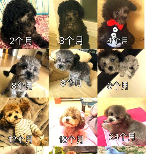 泰迪犬怀孕半月了，需要注意些什么？（了解泰迪怀孕期的重要知识，为宝宝的健康成长做好准备）