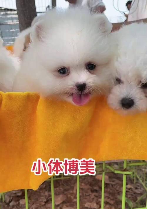 博美犬（了解博美犬的称号和魅力）