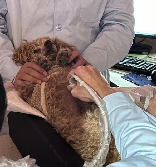 小狗的肛门腺清理频率（多久应该挤一次小狗的肛门腺？）