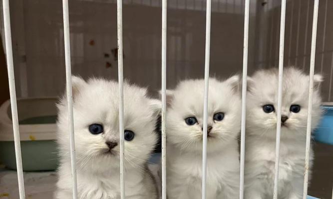 金吉拉宝宝的断奶时间及方法（探讨金吉拉宝宝的适宜断奶时机和断奶过程）