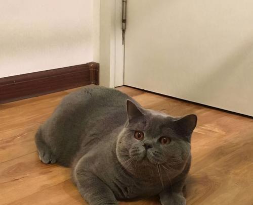揭秘英短蓝猫发腮的秘密（探索英短蓝猫发腮的原因和方法）