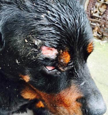 如何处理狗狗被咬伤的皮肤问题（家庭应急处理方法与注意事项）