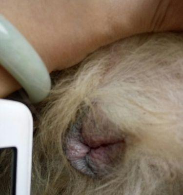 金毛配种后的怀孕检测时机及方法（了解金毛配种成功与否的关键时刻，从早期孕检开始）