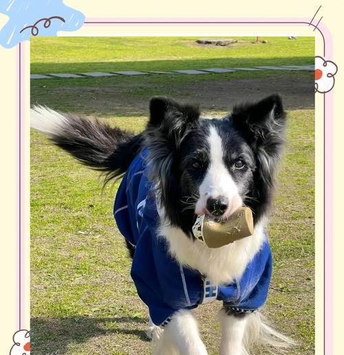 以边牧定点大小便要训多久？（边牧犬训练之解决大小便问题的时间和方法）