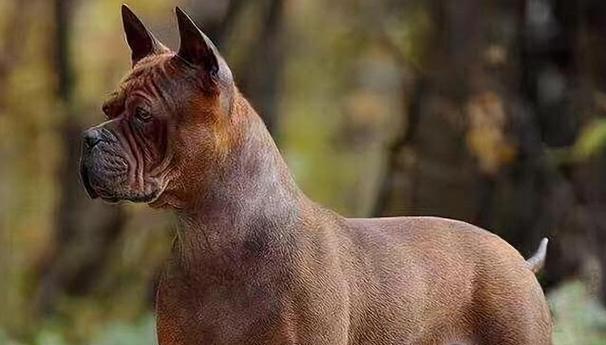 中华田园犬（探索中华田园犬的品种特点与保护现状）