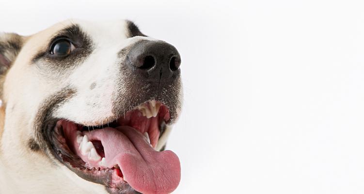 狗狗的舌头之谜（揭秘狗狗舌头的作用和特性）