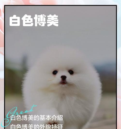 博美犬配种的时间周期（了解博美犬配种的最佳时间和注意事项）