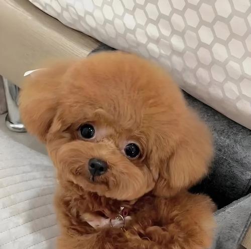 泰迪母狗的月经周期及特点（了解泰迪母狗的生理循环，为繁殖做准备）