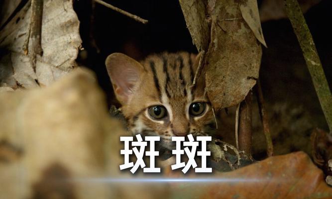 锈斑豹猫（探秘世界上最小的猫咪——锈斑豹猫的神奇能力）