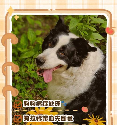 泰迪产前拉稀多久会生（宝宝即将出生的关键时刻）