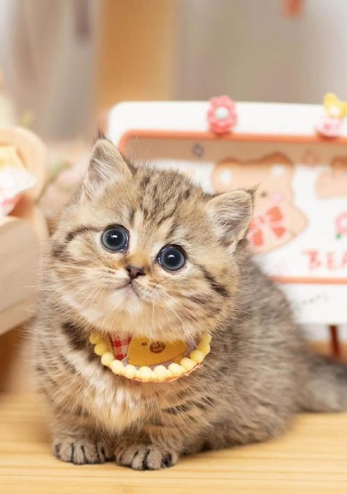 迷你可爱（探索世界上最小的猫咪种类，它们的可爱简直让人无法抗拒）