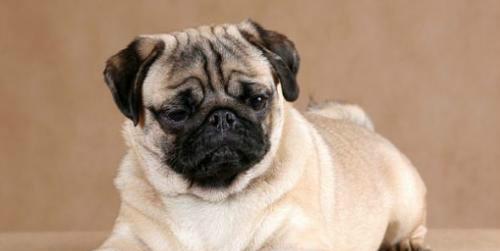 长不大的狗（探秘那些一直维持可爱外形的犬种）