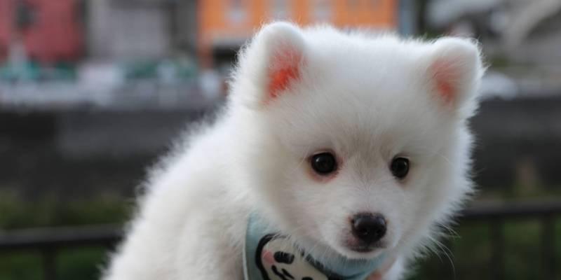 为什么养银狐犬的人不多？（探究养银狐犬的原因及人们不喜欢的因素）