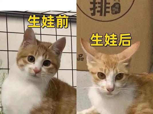 母猫分娩需要多长时间？（了解母猫分娩过程及注意事项）