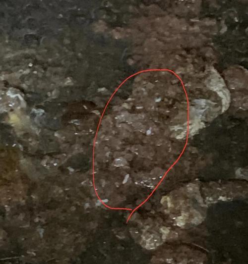 犬绦虫病——危害不容忽视的宠物疾病（探究犬绦虫病的症状和预防措施）