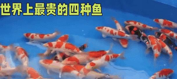 探寻海洋之宝（海洋生物中的贵族与王者，价值几何？）