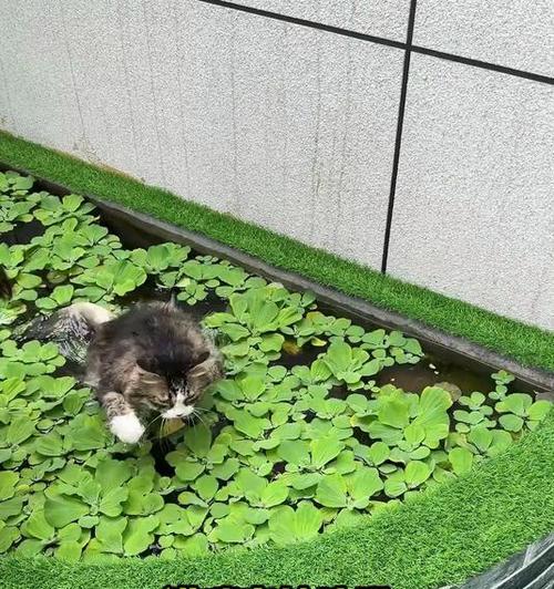 家猫洗澡的频率（探讨家猫洗澡的时间间隔与方法，）