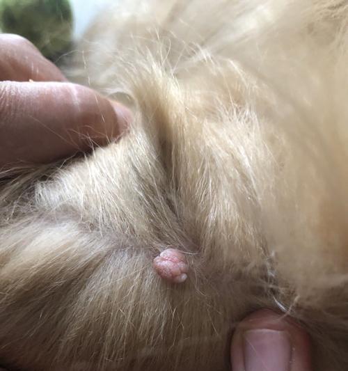 狗肛门瘤晚期患犬的生存时间（揭秘狗肛门瘤晚期的生存期限和提供有效的治疗方法）