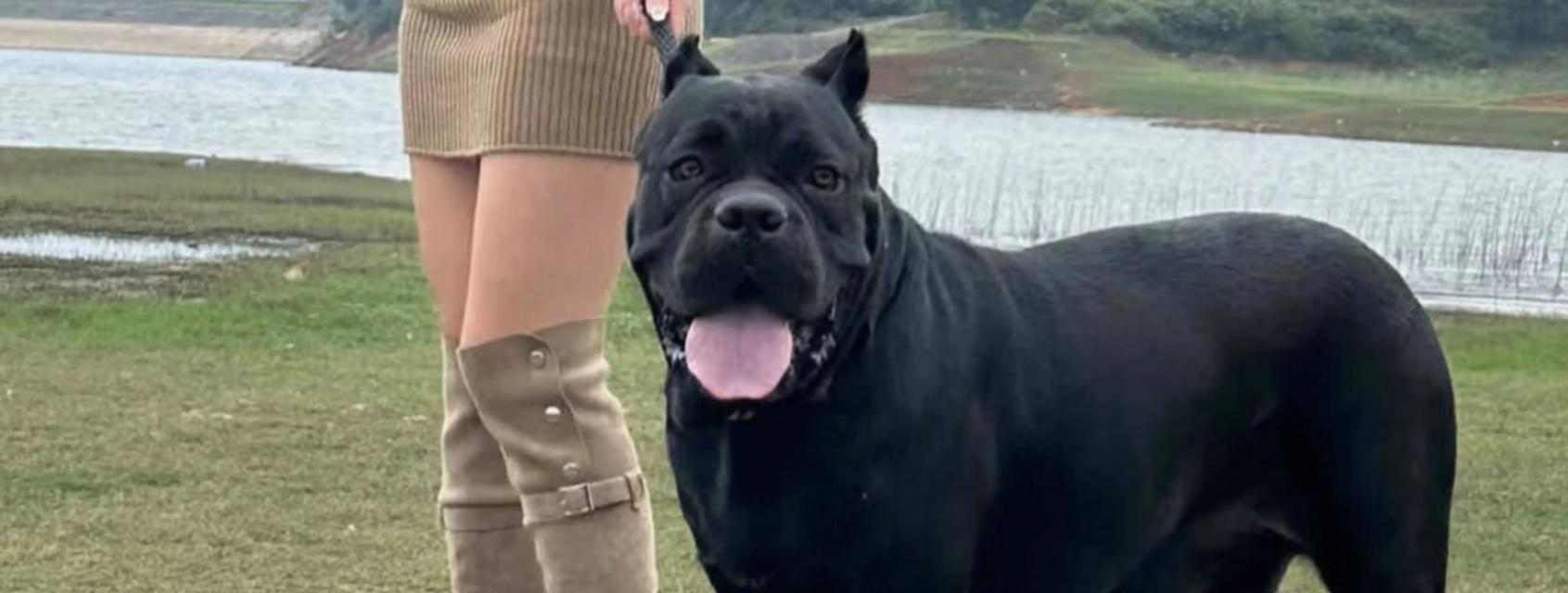 为什么大家都不太敢养卡斯罗？（7个原因解析，了解真相，避免风险）