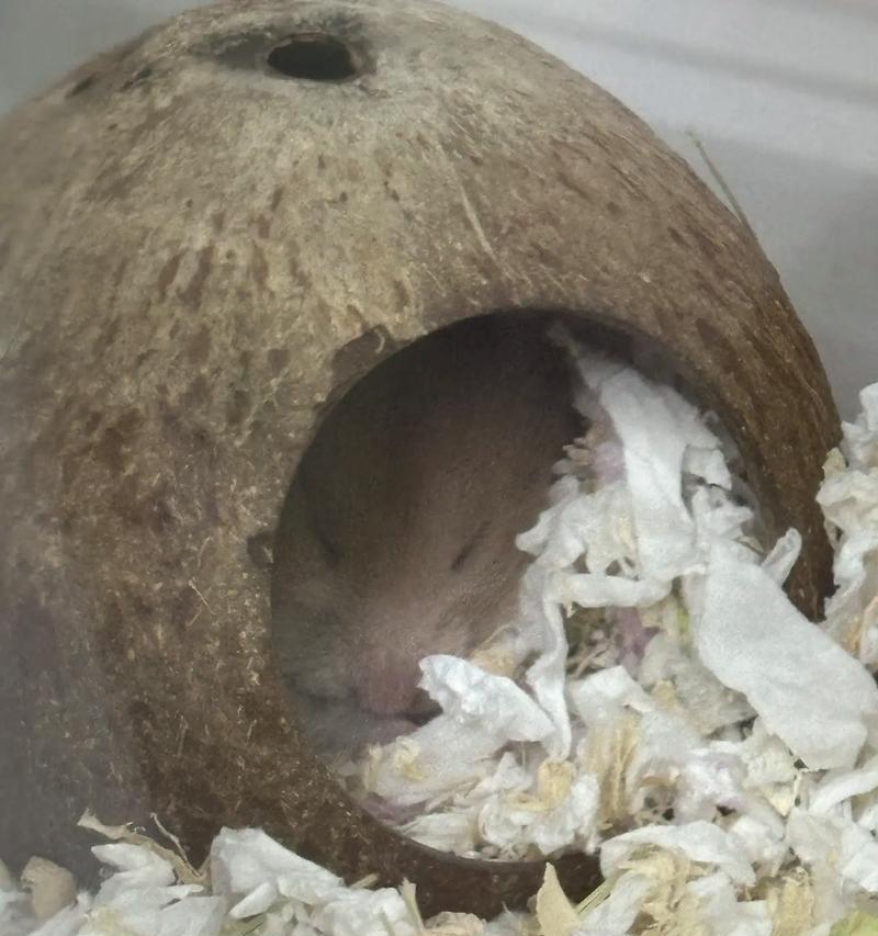 仓鼠自助进食的优缺点及解决饥饿问题的关键（改变喂养频率的创新方式——仓鼠自助进食）