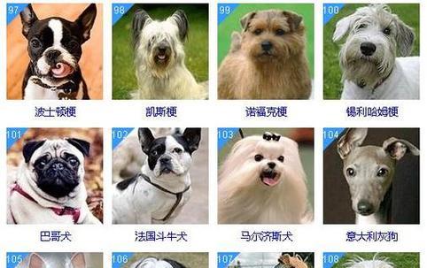宠物狗网址大，为你找到心仪的毛孩（方便快捷地寻找可信赖的宠物狗销售网站）