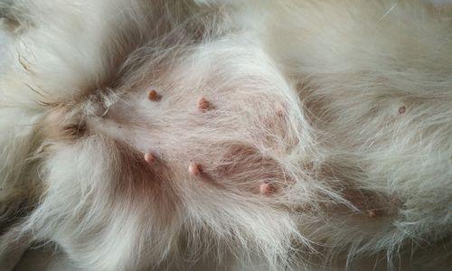 狗狗怀孕后的症状（狗狗怀孕后症状大揭秘，宠物家长必看！）