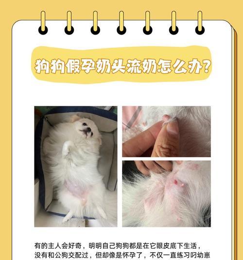 狗狗胀奶后多久生的时间及相关问题解答（狗狗胀奶后的生育周期及常见问题解析）