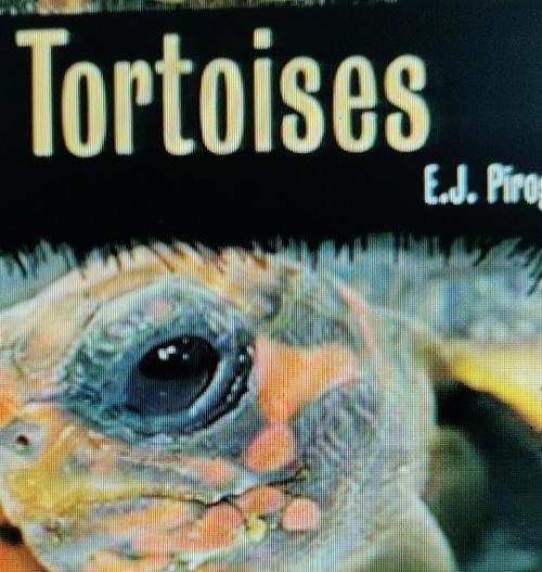 郝曼陆龟的泡澡时间与方法（科学护理，让爱宠更健康）