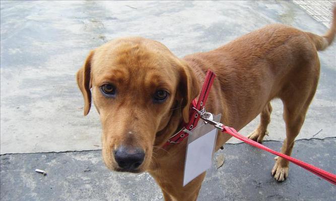 狗结扎手术后的恢复时间及注意事项（了解狗结扎手术的恢复过程，让宠物更健康快乐）