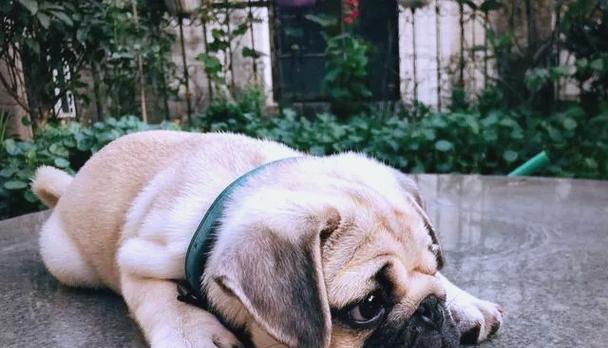 安静狗狗排行榜（探究适合城市生活的安静狗狗品种，给你一个宁静的家庭伴侣）