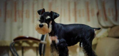 如何正确给雪纳瑞剃胎毛（掌握适当的频率和方法，让你的雪纳瑞毛发保持健康亮丽）