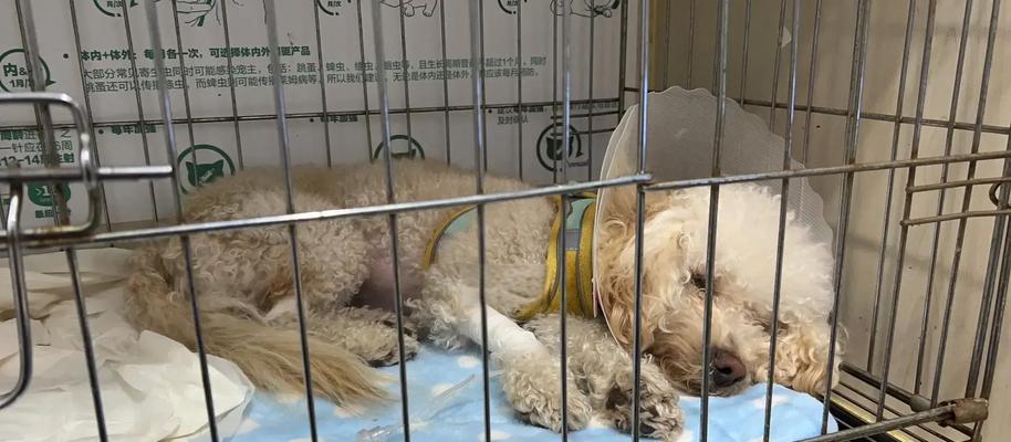 狗狗患细小的症状及治疗方法（细小症状详解，快速有效治疗方法揭秘）