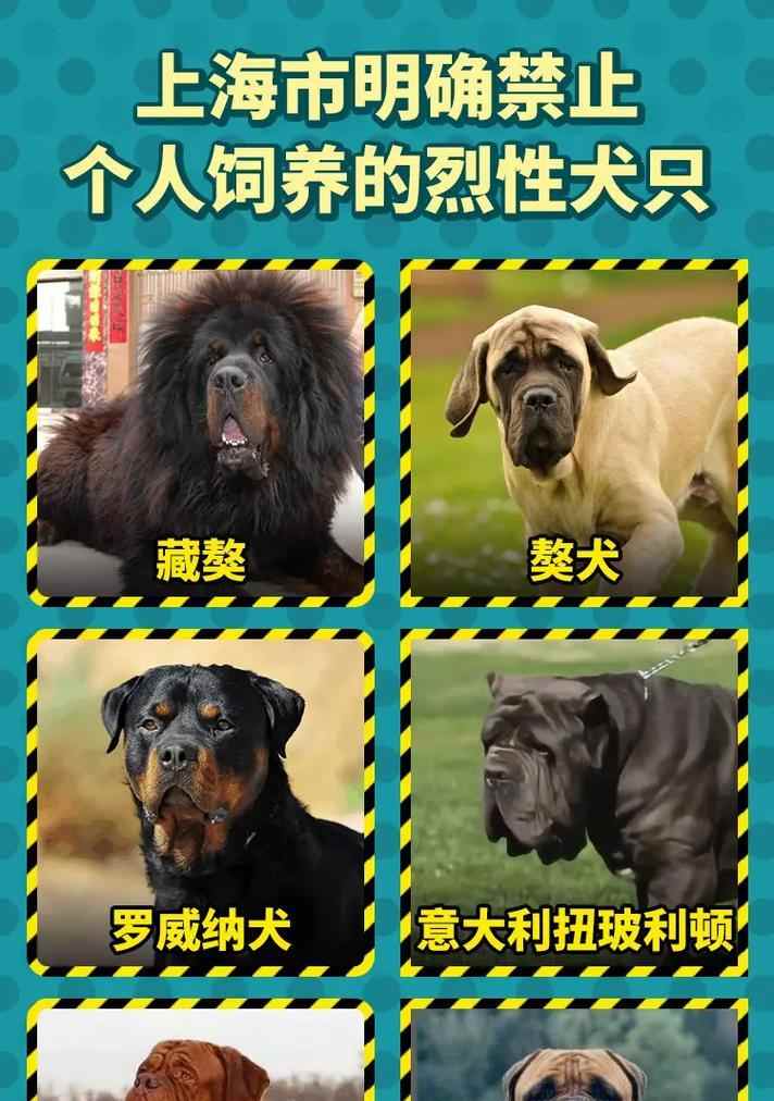 深圳市明确禁养的烈性犬种类（了解深圳市禁养的烈性犬种类及其原因）