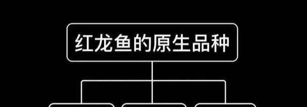 红龙鱼的寿命有多长？（揭秘红龙鱼寿命的秘密，生命之长令人惊叹）