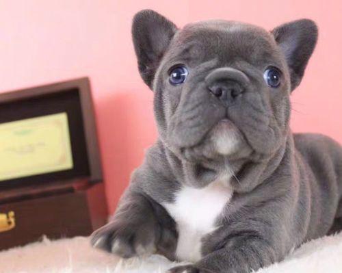 法国斗牛犬（揭秘法国斗牛犬的性格与特点）