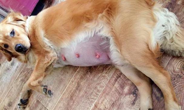 小金毛断奶的最佳时间是什么时候？（小金毛断奶时间的重要性及影响因素）