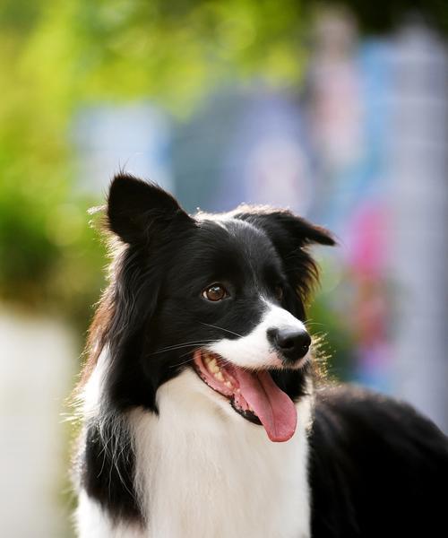 边牧（培养边牧的代价与挑战）