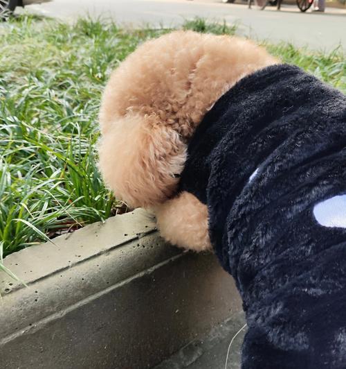 狗狗体重过轻？3招帮它健康增重！（解决狗老师体重问题的有效方法，让你的爱宠更加健康幸福。）