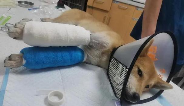 狗狗骨折固定期限究竟需要多久？（狗狗骨折固定的关键信息和注意事项）