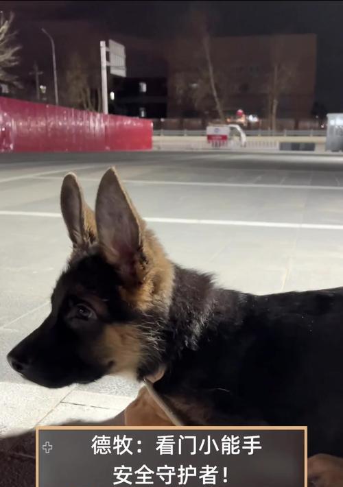 快速训练德牧看家，让其更凶猛（四个方法帮助你训练德牧成为优秀的看家犬）