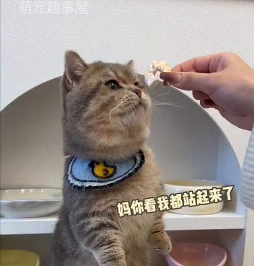 猫咪能吃虾吗？五个问题主人一定要注意（了解猫咪食用虾的安全与健康，）